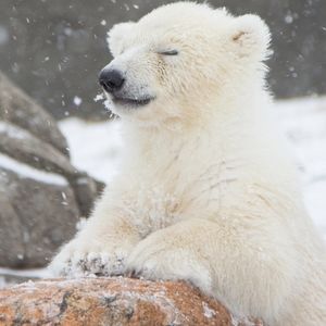 Meet your Posher, Veronica